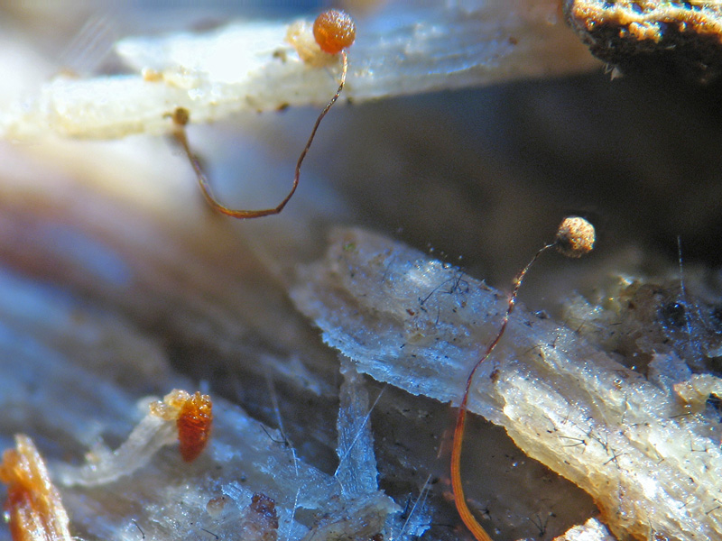 Cribraria (microcarpa?)